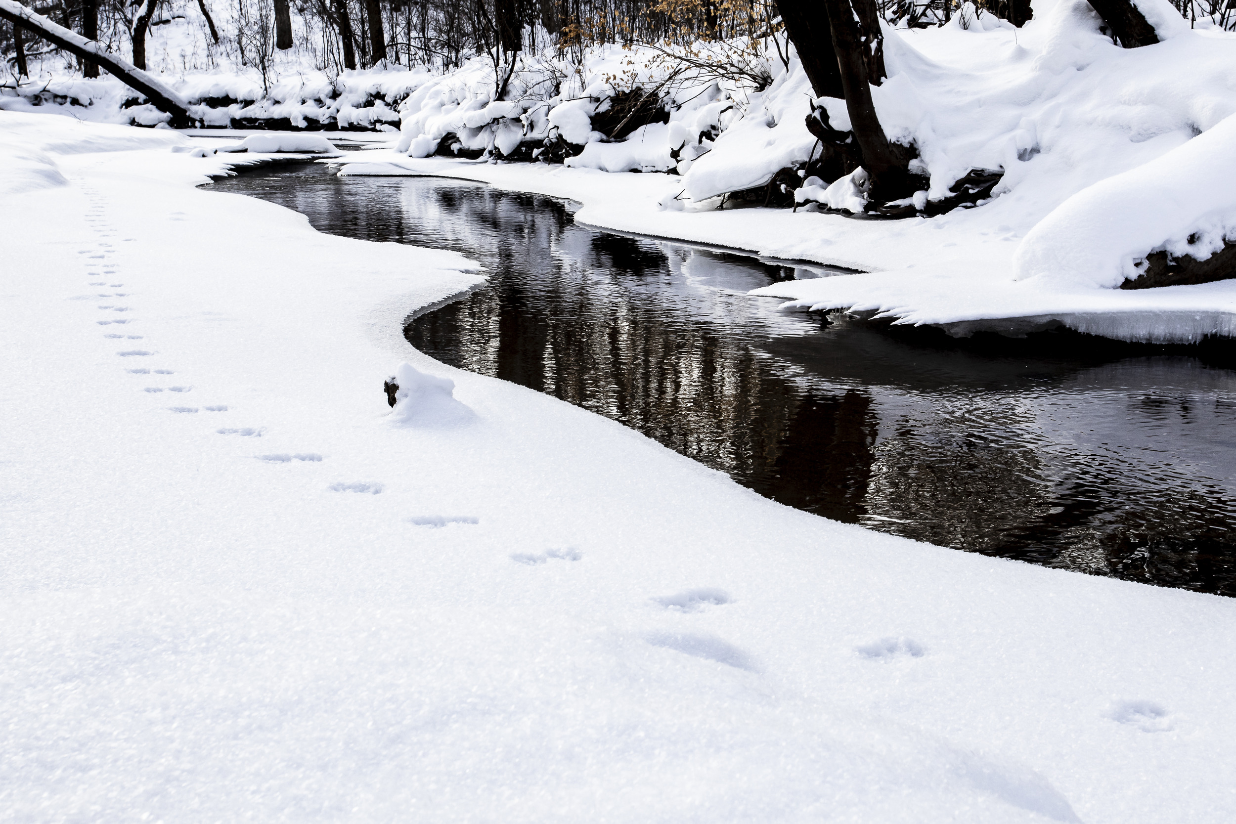 m-d-lingl-photography-Snowy-Footprints-1